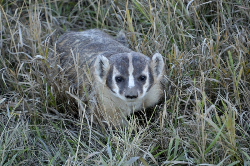 An American Badger in South Dakota