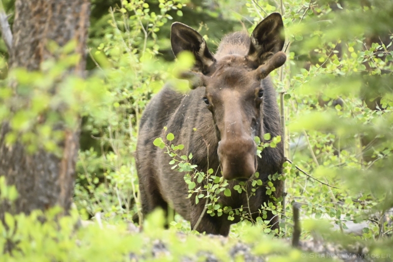 A Bull Moose in Colorado