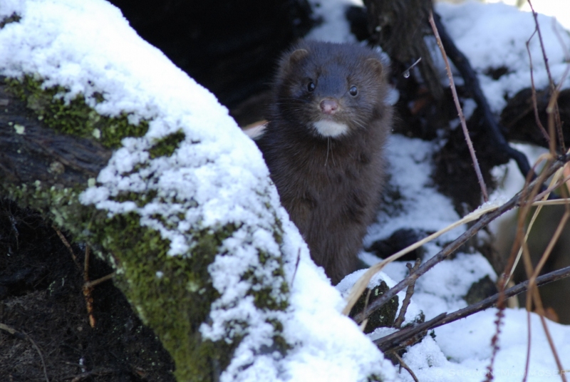 A Mink in the Great Swamp of eastern New York State