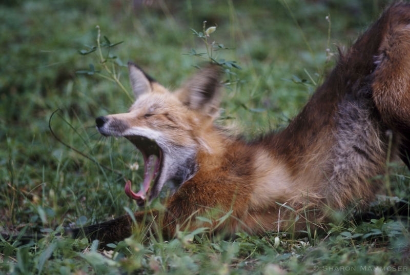 A Red Fox stretching