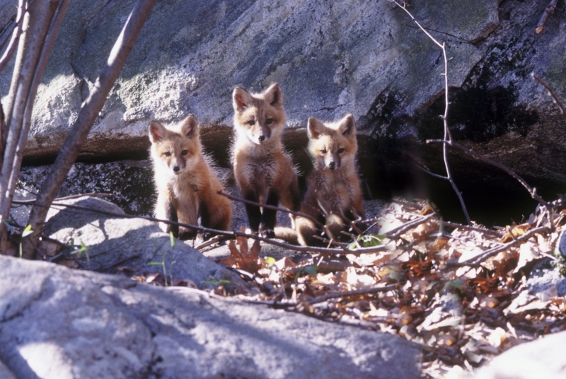 Outside a fox den in New York