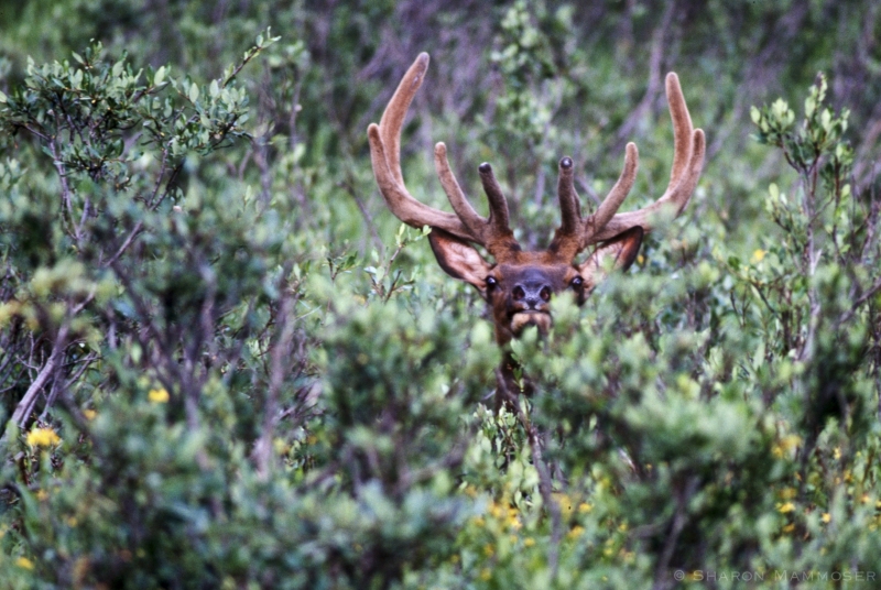 A Bull Elk in Colorado
