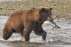 A Brown Bear snags a salmon in Alaska