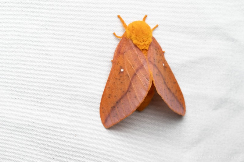 An spiny oak worm moth