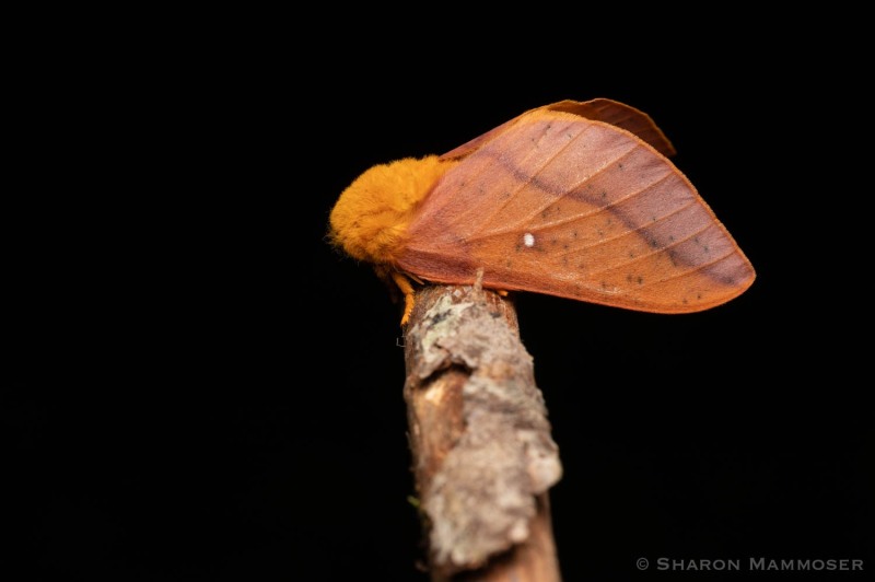 A spiny oakworm moth on a branch.