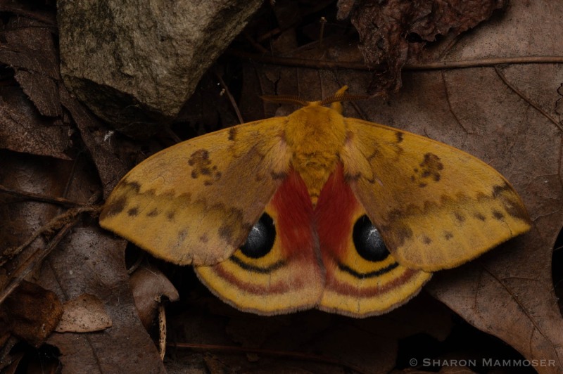 Io moth