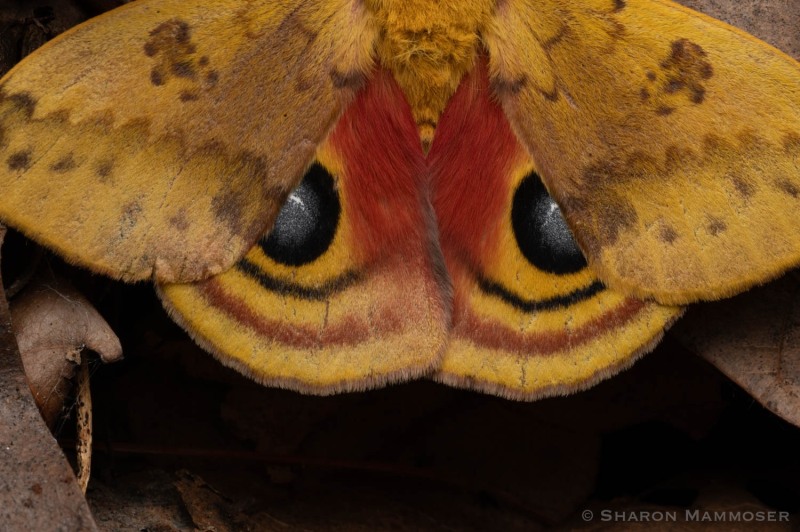 Eye spot on an io moth