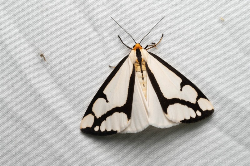 Leconte's haploa moth