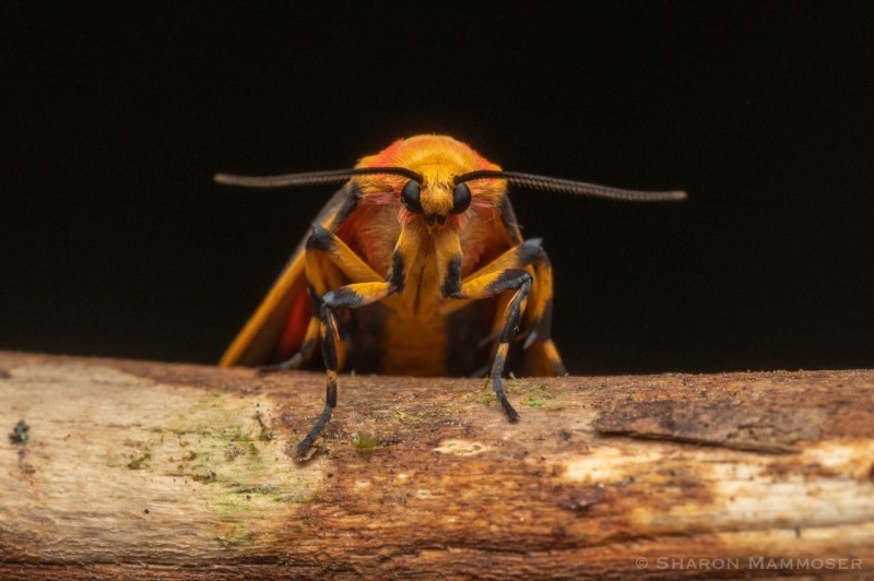 Painted lichen moth