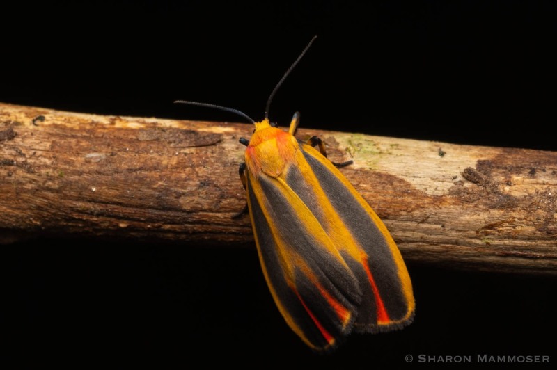 A painted lichen moth on a branch.