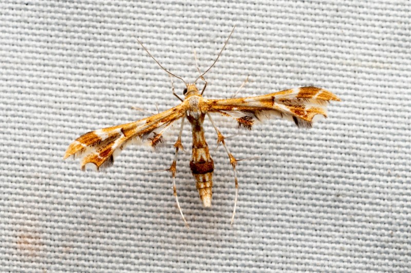 A grape plume moth