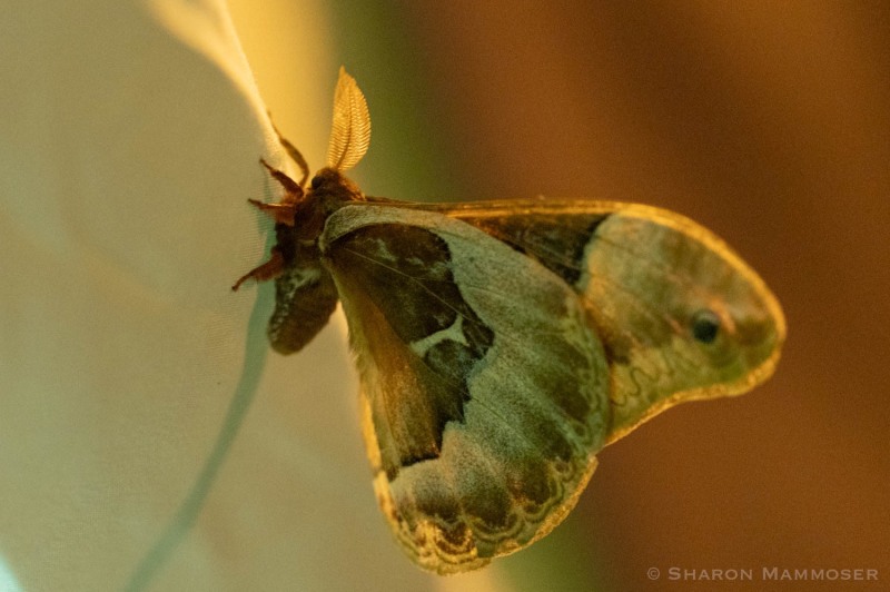 Tulip tree silk moth