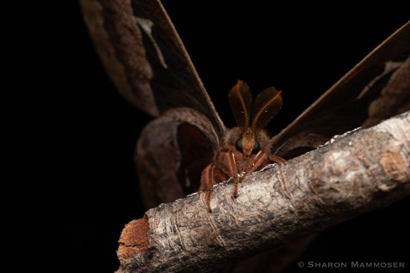 What beautiful antennae you have!