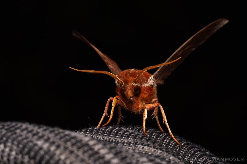 Another sphinx on a cloth