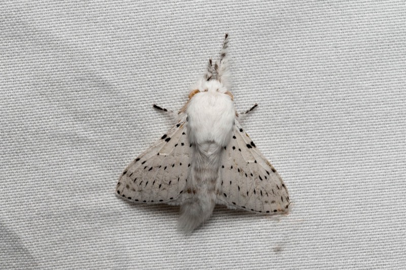 A dot-lined white moth