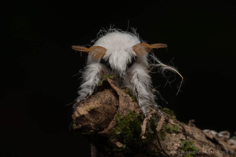 Bad hair day!