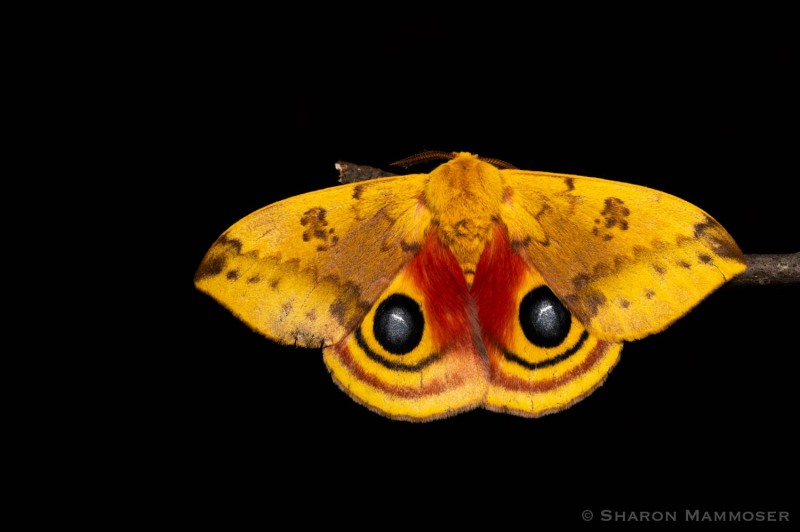 Io moth