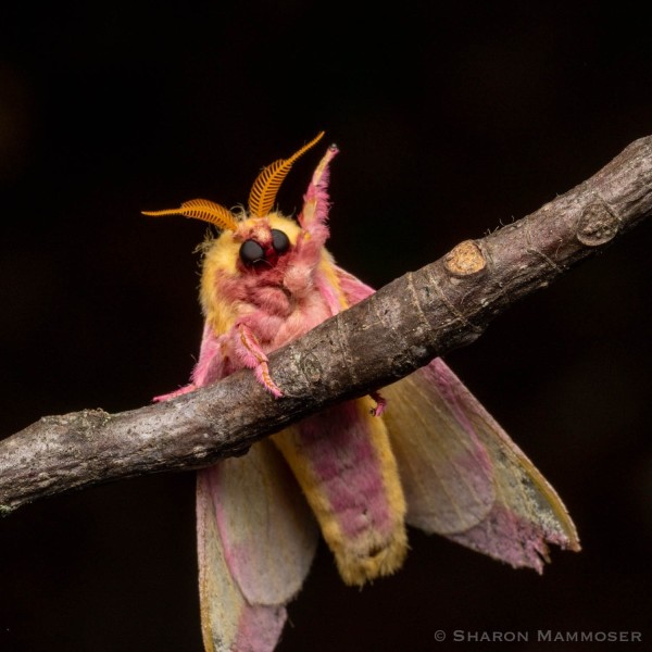 This guy is waving to us! A rosy maple moth