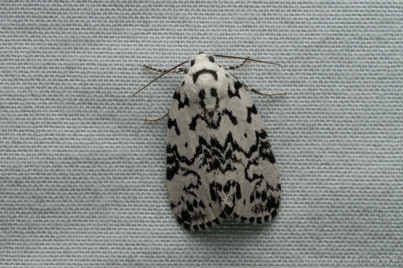 Hebrew moth