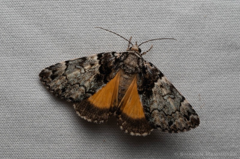 False underwing moth