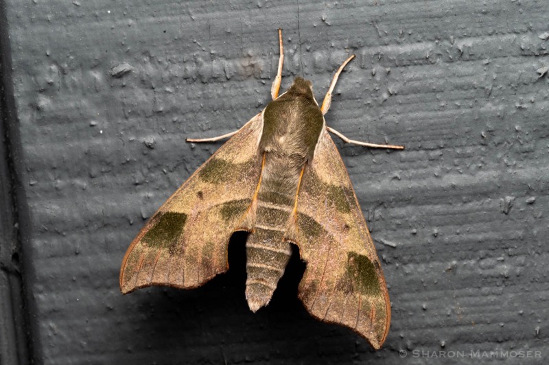 A virginia creeper sphinx moth