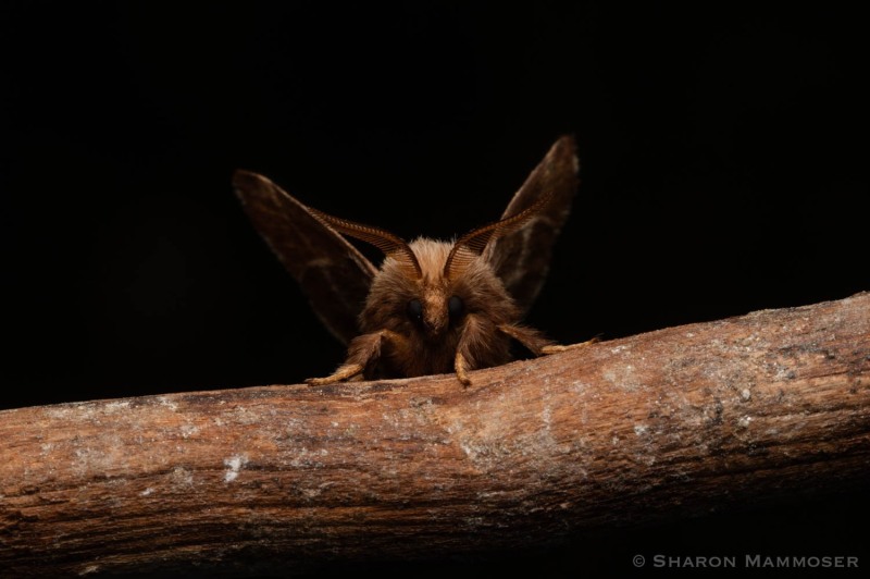 A sphinx on a branch.