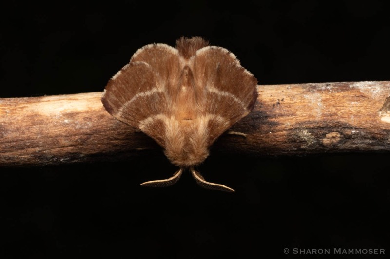 Eastern tent caterpillar moth