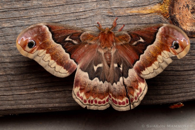 A promethea moth