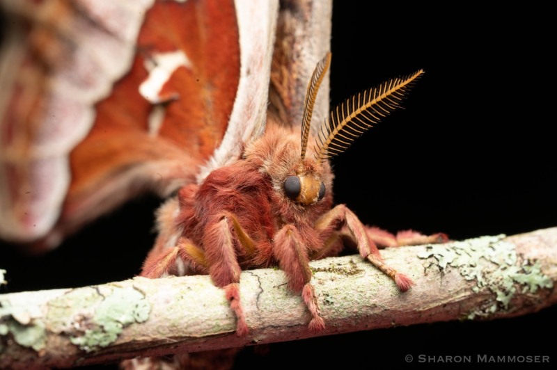 Check out these antennae!