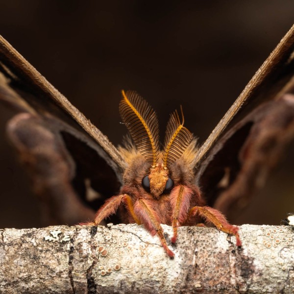 Tulip tree silk moth antenna