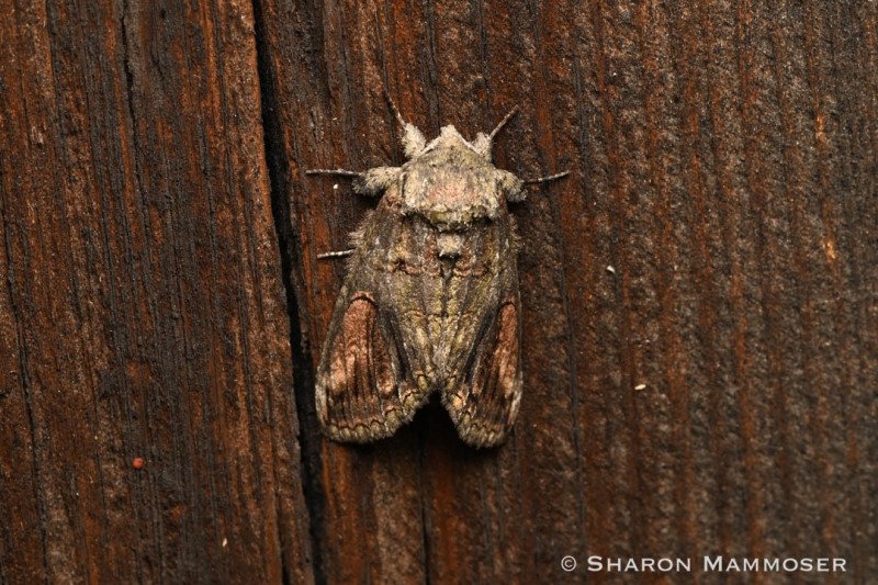 An oblique heterocampa moth