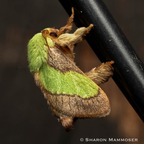 Smaller parasa moth