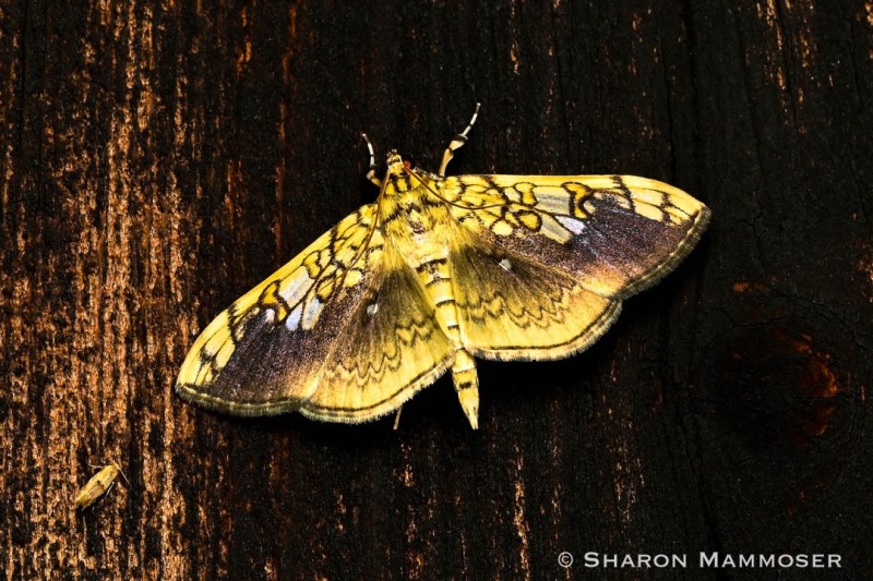 Basswood Leafroller moth, Pantographa limata