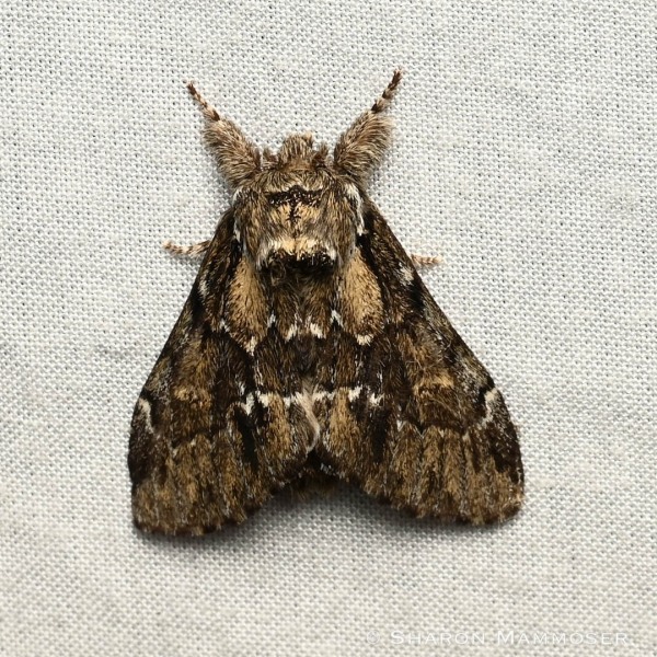 A Georgian prominent moth