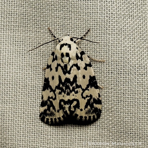A Hebrew moth