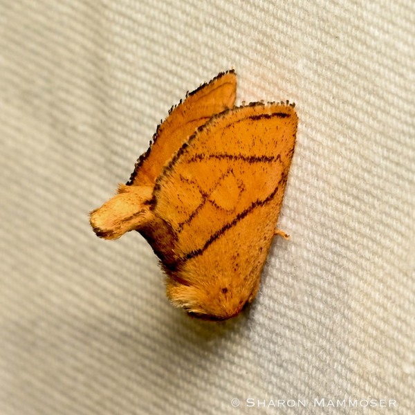 A yellow-collared slug moth