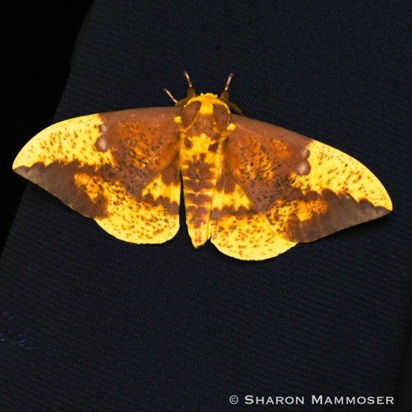An imperial moth, male