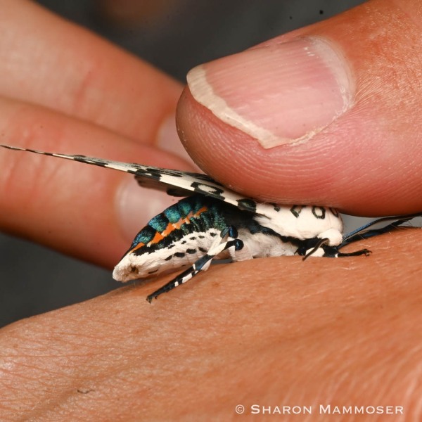 The body of the giant leopard moth is iridescent blue!