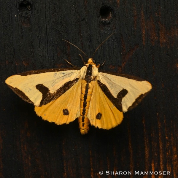 Clymene moth with open wings