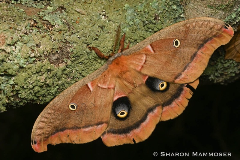 A Polyphemus moth, Antheraea Polyphemus