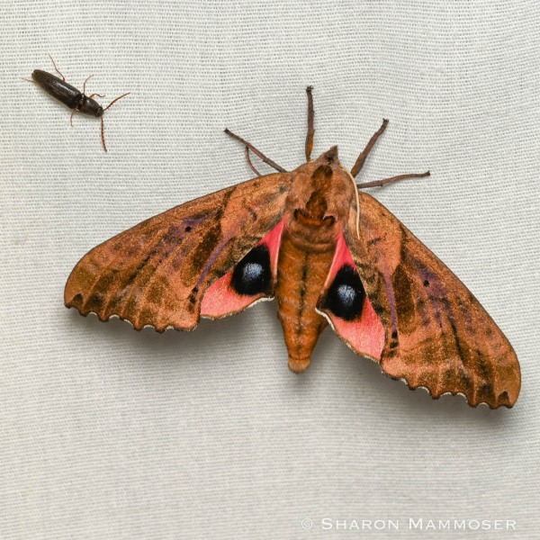 A blinded sphinx, Paonias excaecata