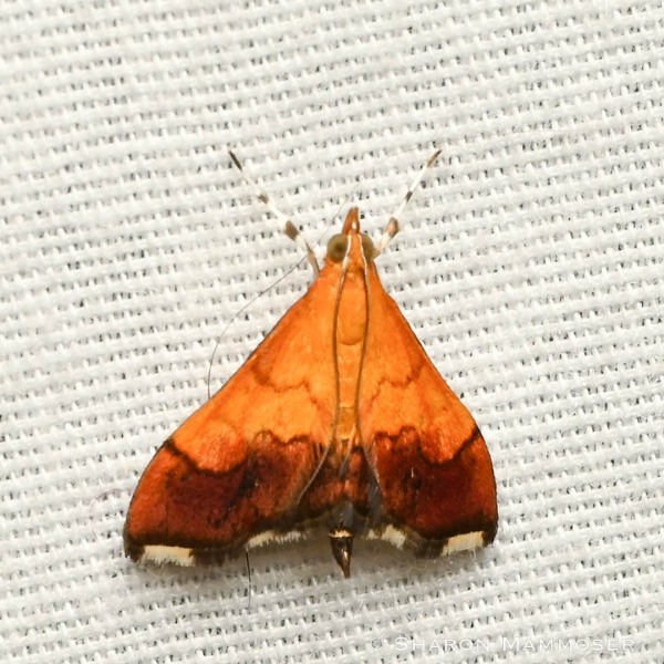 A bicolored pyrausta moth