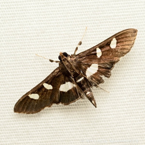 A grape leaffolder moth