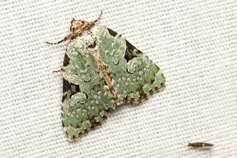 Green Leuconcta moth