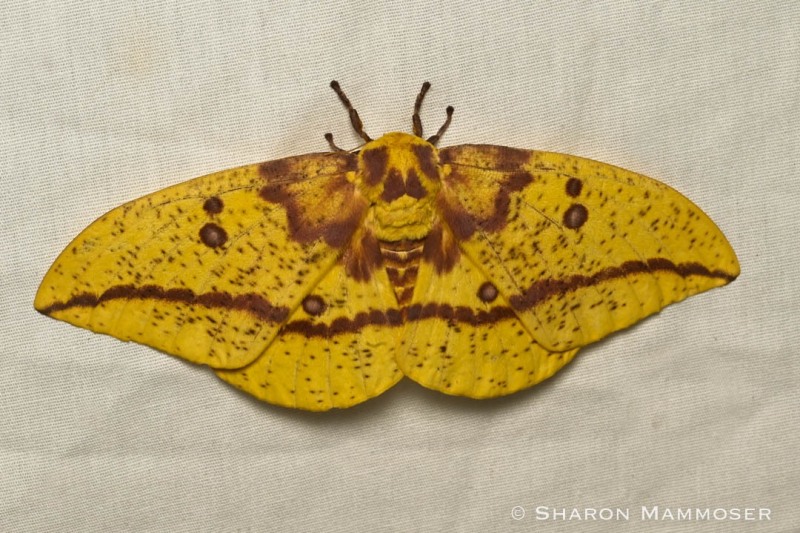 An imperial moth, female