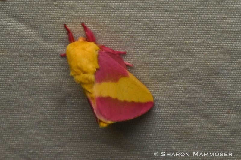 A rosy-maple moth