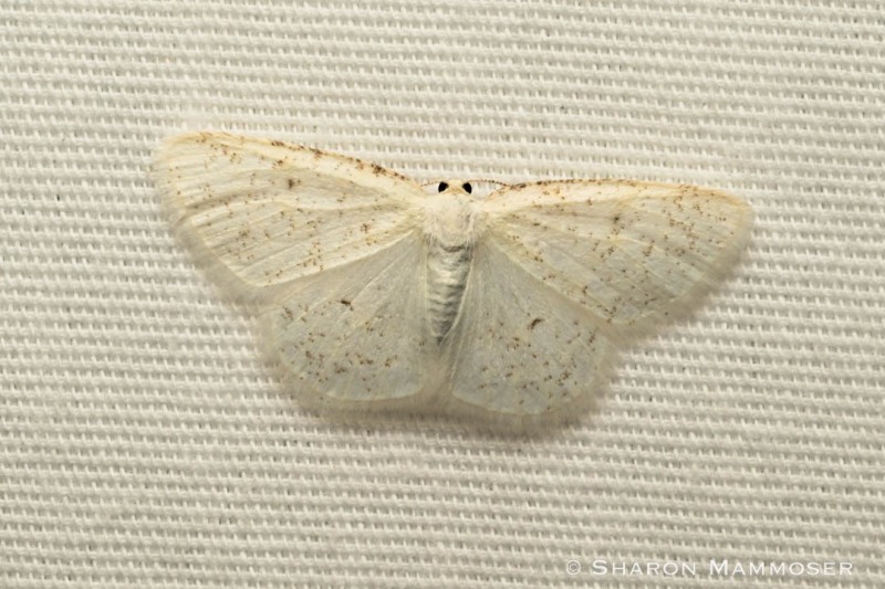 A moth in the Geometer family