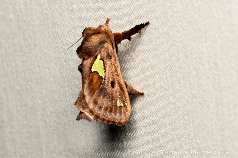 A spiny oak-slug moth