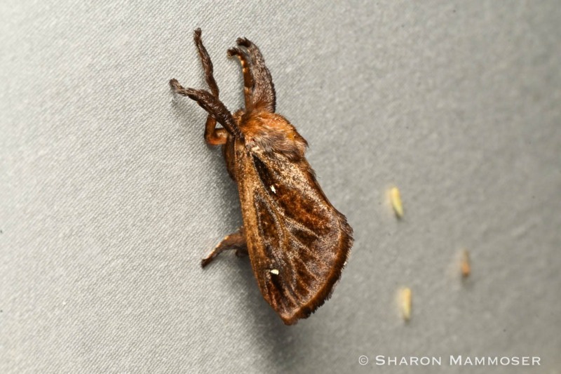 A saddleback caterpillar moth