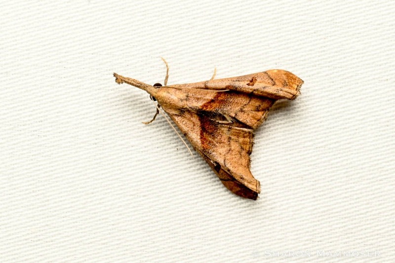 A dar-spotted pal this moth